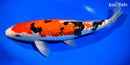 13.25" GINRIN SANKE