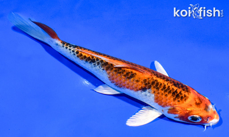 6" KUJAKU