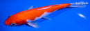 7" KOHAKU