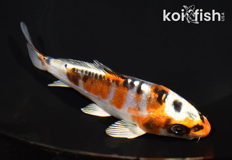 5.5" BENI KIKOKURYU