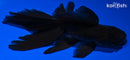 5" FANTAIL ORANDA GOLDFISH