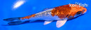4.5" GINRIN KUJAKU