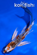 4.5" GINRIN KUJAKU BUTTERFLY