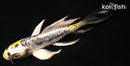 5.5" KIN KIKOKURYU BUTTERFLY