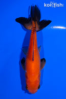 4.75" WAKIN GOLDFISH