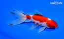 5.75" SARASA WATONAI GOLDFISH