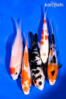 PACK OF (5) 4-5" STANDARD KOI