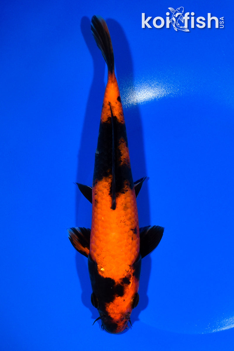 9.25" HI UTSURI