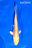 5" DOITSU YAMABUKI OGON