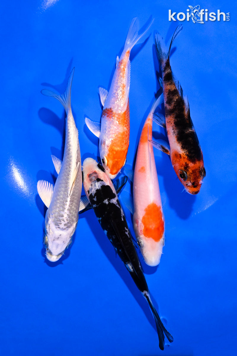 PACK OF (5) 3.5-4.5" STANDARD KOI