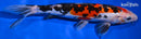 9.5" DOITSU SHOWA