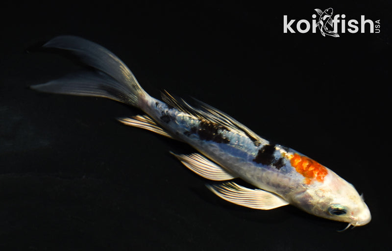 5" GINRIN ARAGOKE HEISEI NISHIKI BUTTERFLY