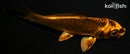 3.75" KIN ORENJI MATSUBA