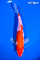 6.75" KOHAKU