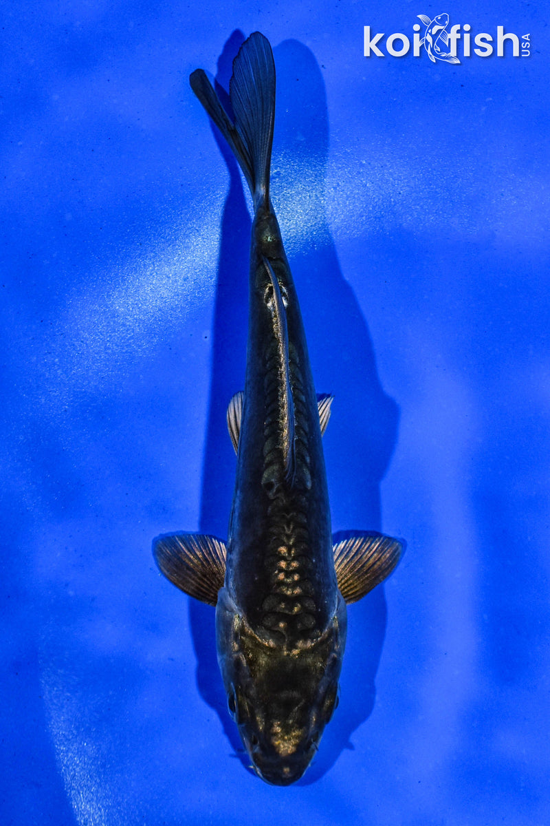 5" KIKOKURYU