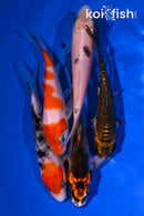 PACK OF (5) 3.75-5" STANDARD KOI