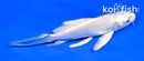 4" PLATINUM OGON BUTTERFLY
