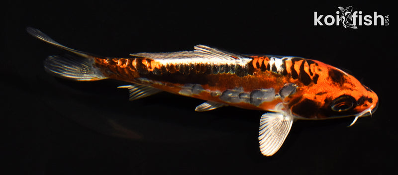 5.25" BENI KIKOKURYU