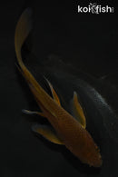 5.5" CHAGOI BUTTERFLY