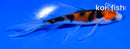 4.5" SANKE BUTTERFLY
