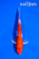 5" GINRIN HARIWAKE
