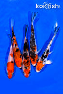 PACK OF (5) 4.25-5" STANDARD KOI