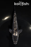 5.5" GINRIN SORAGOI