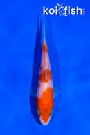 4" KOHAKU