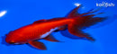 6" WATOANI GOLDFISH