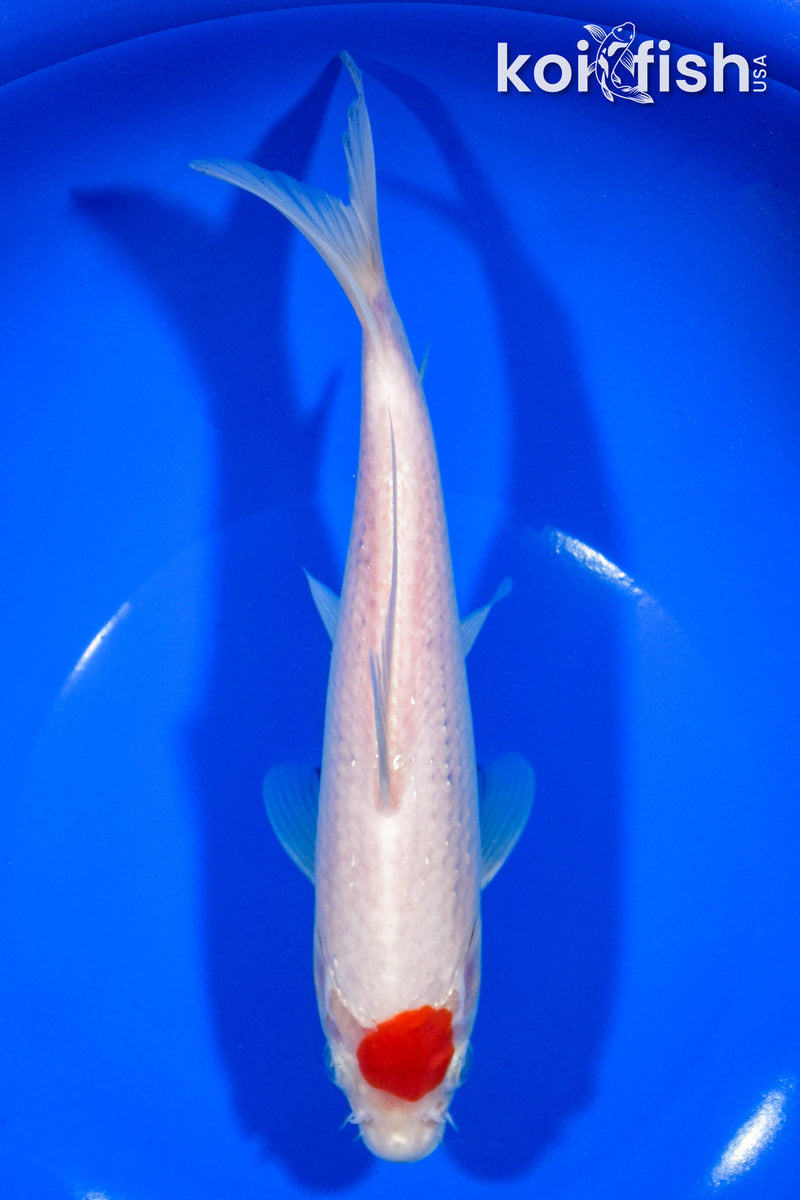 8" TANCHO KOHAKU
