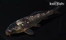 5.5" GINRIN SORAGOI