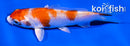 3.5" HARIWAKE