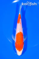 6.5" NIDAN KOHAKU