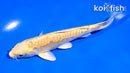 5" DOITSU YAMABUKI OGON