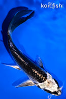 4.75" GINGA BUTTERFLY