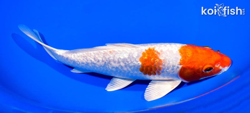 8.75" GINRIN HARIWAKE
