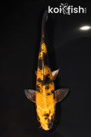 6.5" KIN KI UTSURI