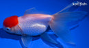 5" TANCHO ORANDA GOLDFISH