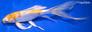 9.25" GINRIN LEMON HARIWAKE BUTTERFLY