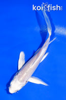 4" PLATINUM OGON BUTTERFLY