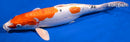 16.25" HEISEI NISHIKI