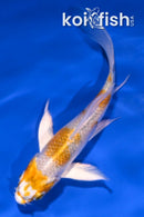 4" LEMON HARIWAKE BUTTERFLY