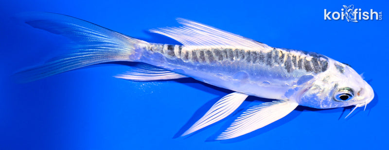 4.25" KIKOKURYU BUTTERFLY
