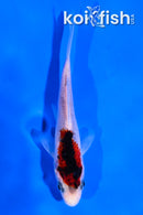 4" GOROMO