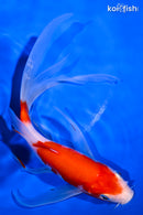 7.75" KOHAKU BUTTERFLY
