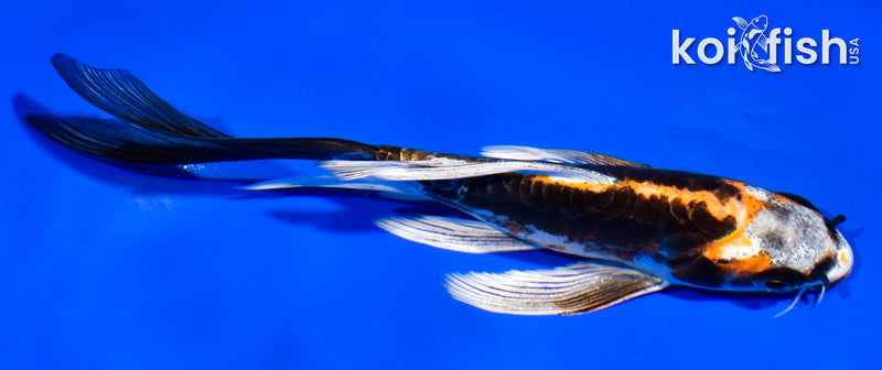 5.5" BENI KIKOKURYU BUTTERFLY