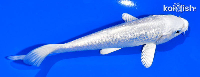 6" GINRIN PLATINUM OGON