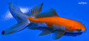 4.5" WATONAI GOLDFISH