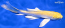 7" YAMABUKI OGON BUTTERFLY