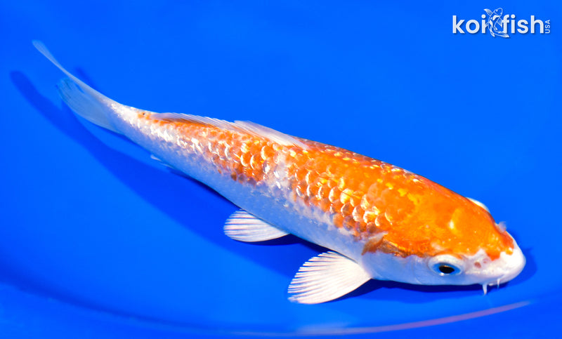 7" GINRIN HARIWAKE